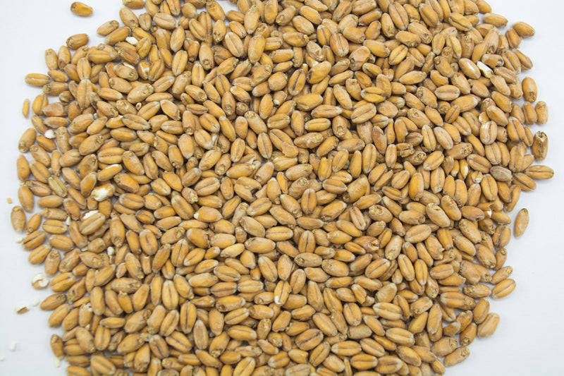 Appalachian Wheat